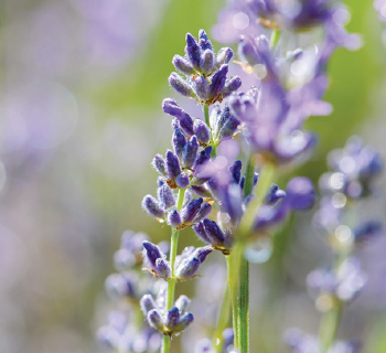 ハーブウォーター