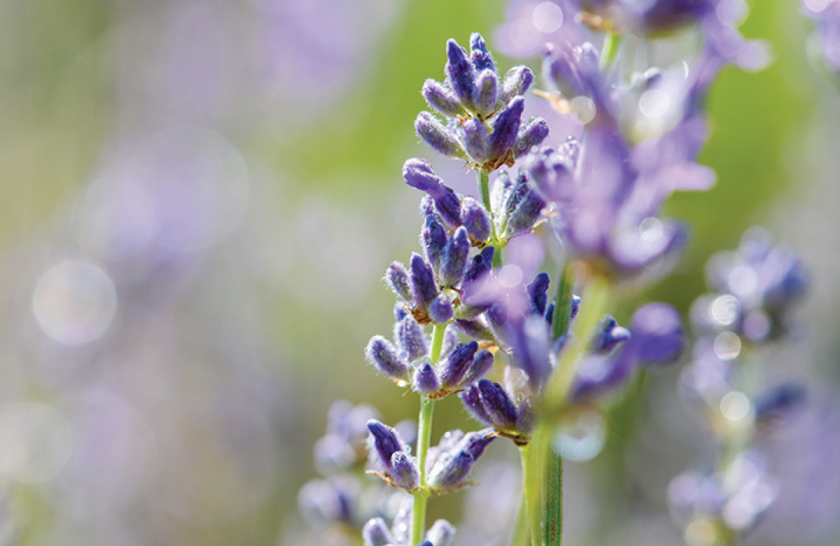 ハーブウォーター