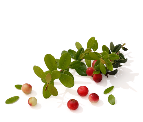 こけももの写真