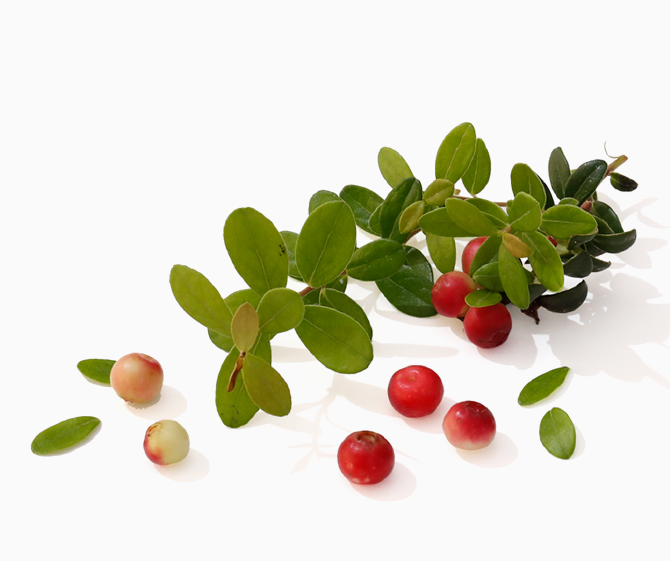 こけももの写真