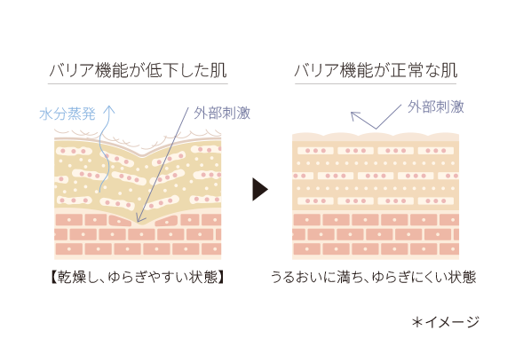 バリア機能が低下した肌とバリア機能が正常な肌